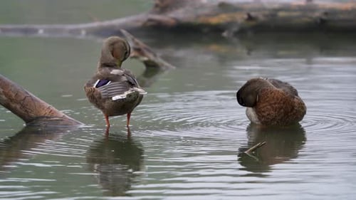 Enten im Sepulveda Wildlife Reserve in Encino, Kalifornien.