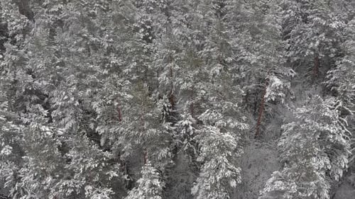Snow Covered Trees in a Winter Forest