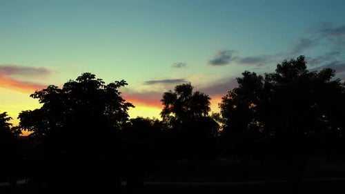 Black Tree Silhouettes in the Evening Park