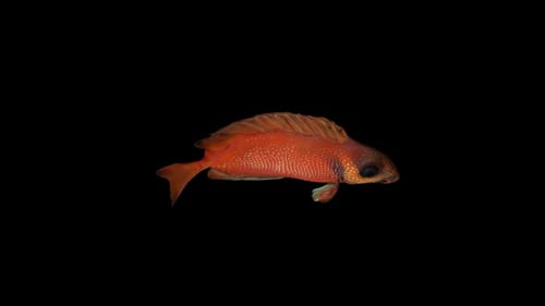 Ansicht des Roten Siganus-Fisches von oben