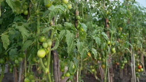 Ripening Tomatoes Village Garden
