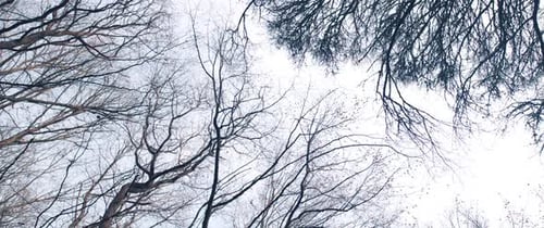 The Forest