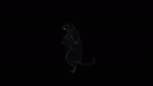 Black Panther Reveal Animation with Alpha Channel