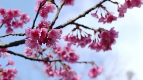 Pink Cherry Blossoms Bloom in Spring Sunlight