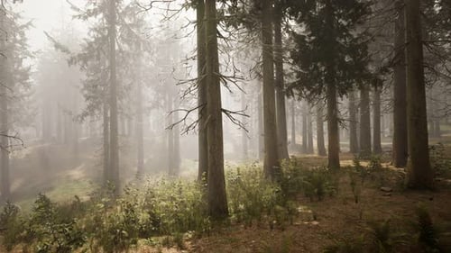 Sonnenstrahlen im natürlichen Fichtenwald