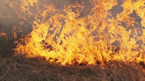 Fire in the Forest Burning Dry Grass Trees Bushes Flame and Smoke Wildfires
