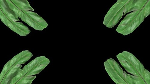 Banana Leaf Frame