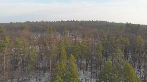 Umgefallene Bäume im Wald