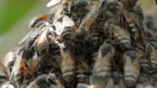 Bee Swarm