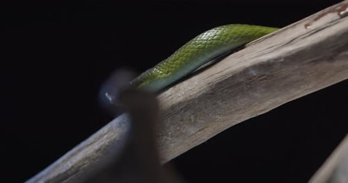Vista de ángulo bajo de una hermosa serpiente rinoceronte verde con un cuerno en la cabeza