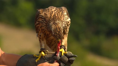 Falke isst rohes Fleisch