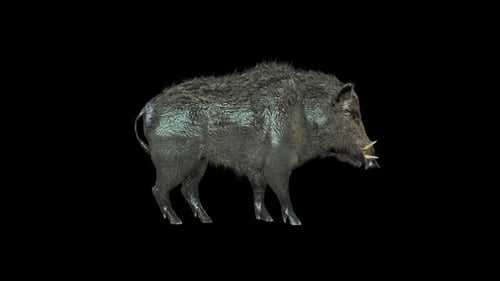 Wildschwein Sniff