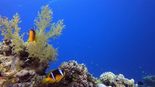 Clownfish Swimming Among Vibrant Coral Reef