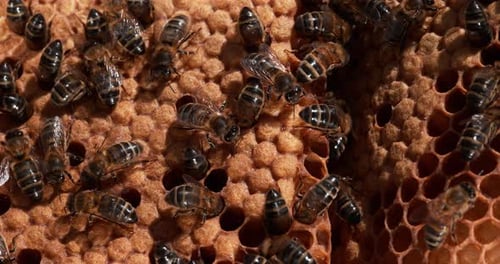 European Honey bee, Apis mellifera, Bees working on a Wild Ray, Natural Brood, Normandy