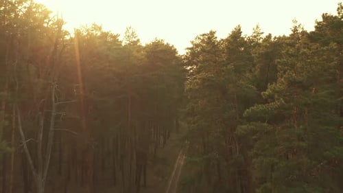 Drone Flight Through Spring Misty Green Pine Coniferous Forest. Aerial View Of Green Pine Coniferous