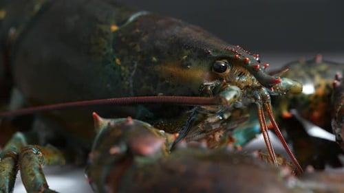 Lobster 78