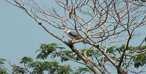 Hawk Eating Prey While Perched on Tree Branch