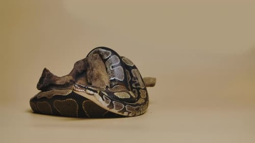 Royal Python ou Python Regius em um obstáculo de madeira no estúdio contra um fundo bege