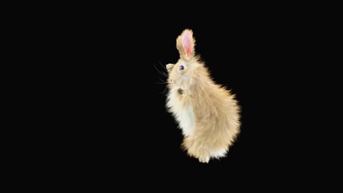Hase: Tanzen HD