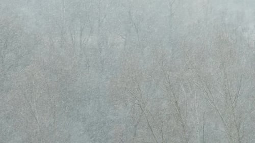 Snow Falling Gently in Winter Forest