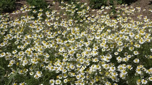 Field of Chamomile Flowers Swaying Gently