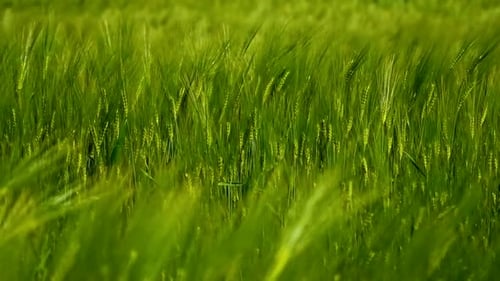 Green spikelets waving by wind