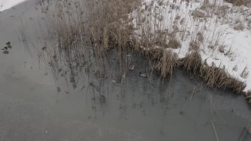Ducks In The Reeds On The Pond