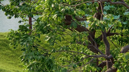 Tree And River