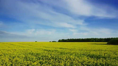 Beautiful Flowering Rapeseed Field, Timelpase