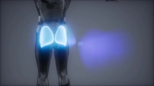 3D Human Gluteal Muscles Medical Anatomy Visualization