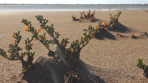 Zygophyllum Album y Tetraena Alba es una especie de planta en regiones áridas desérticas
