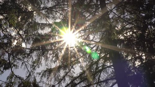 Sun Ray In The Leaves Of The Trees