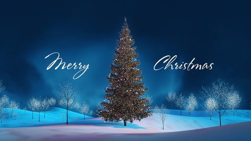 Christmas Tree In Forest Night