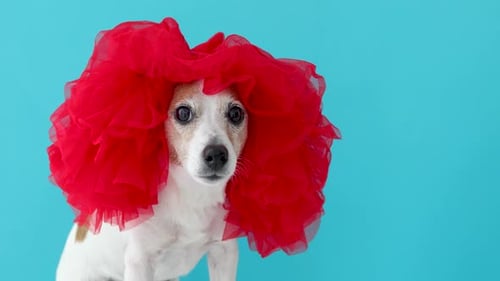 Entzückender kleiner Hund mit roter Perücke