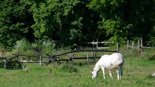 White Horse on the Farm in Summer Day Green Meadow Blue Sky