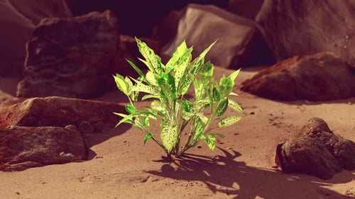 Plante verte à Sand Beach