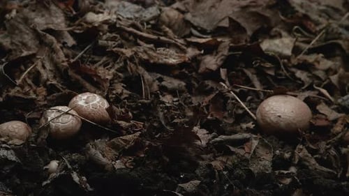 Wild Mushrooms Growing on Forest Floor in Autumn