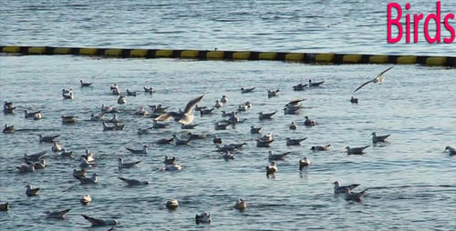 Oiseaux