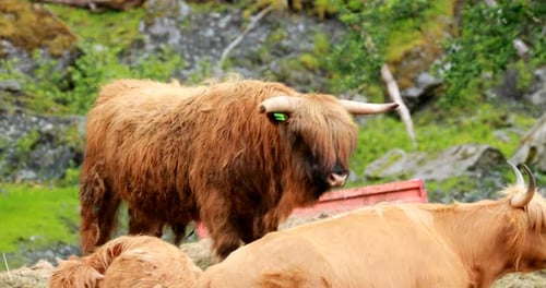 Highland Bull Standing in a Green Pasture