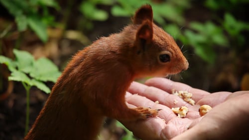 Squirrel Eating from Hand in Lush Nature Setting