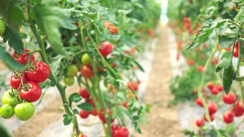 Tomato Plants Growing in a Lush Greenhouse