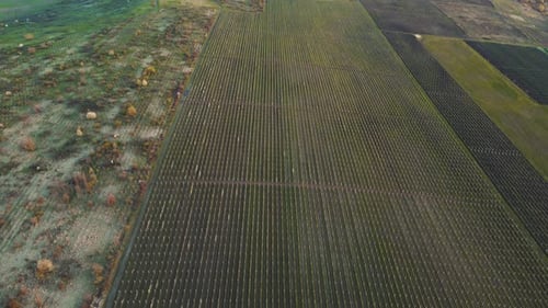 Aerial View of Fields with Different Spring Plantations Agricultural Lands
