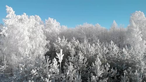 Beautiful frozen trees