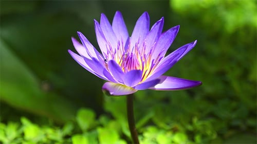 Water Lily Flower