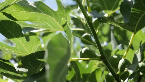 Details der gewöhnlichen Feigenfruchtpflanze 4K 2160p 30fps UltraHD-Aufnahmen - Nahaufnahme des Ficus carica Baum-BH