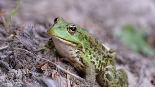 Frosch sitzt auf dem Sand in der Nähe des Flussufers. Porträt von Green Toad