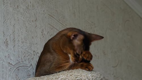 Abyssinian Cat Portrait
