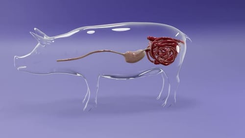 3D Pig Digestive System Animation with Food Processing