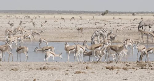 Antelope, Zebra, and Oryx at a Watering Hole