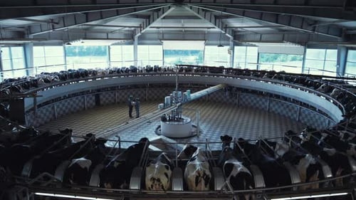 Carrousel de traite automatique Installation de ferme laitière moderne